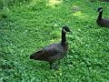 Zoo Cottbus 138